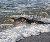 Seal Release - 14th February 2026