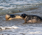 Seal Release - 14th February 2026