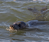 Seal Release - 14th February 2026