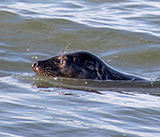 Seal Release - 14th February 2026