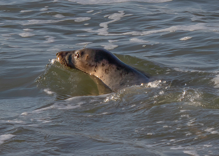 Seal Release - 14th February 2026