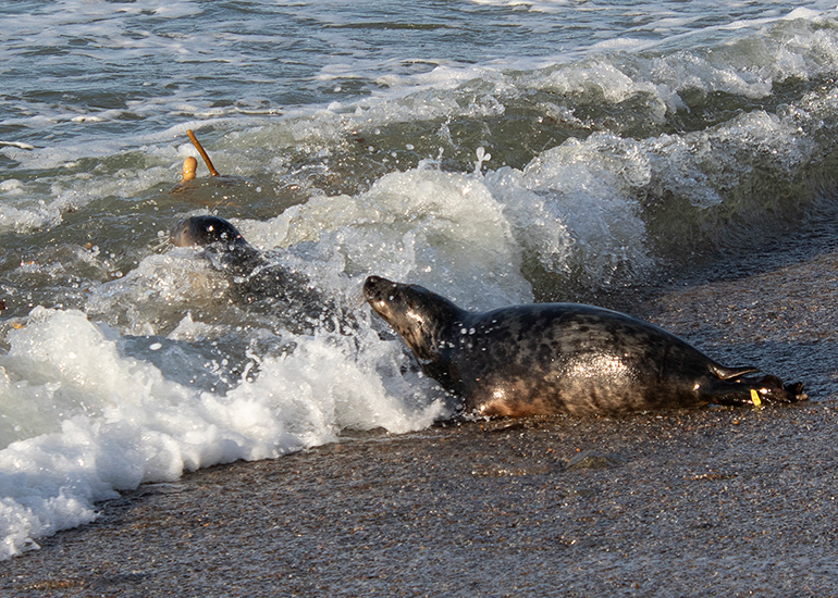 Seal Release - 14th February 2026