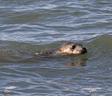 Seal Release - 14th February 2026