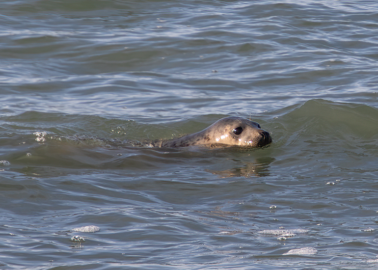 Seal Release - 14th February 2026