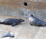Seal Release - 16th April 2025
