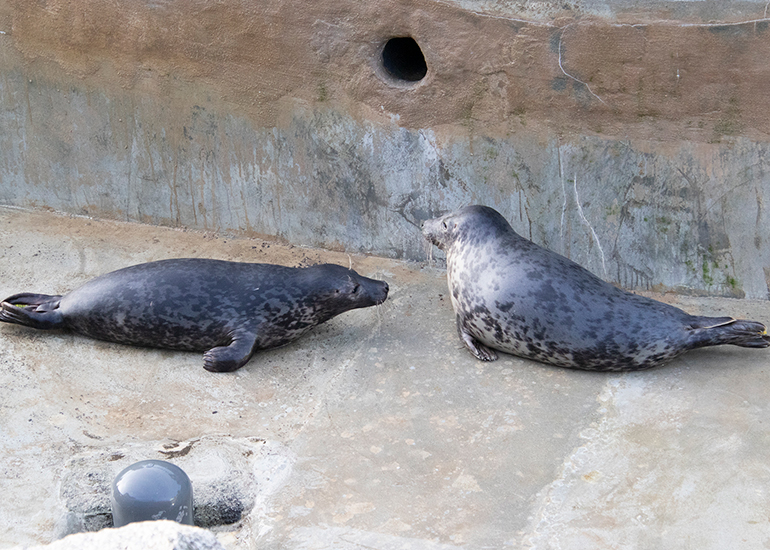 Seal Release - 16th April 2025