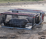 Seal Release - 16th April 2025
