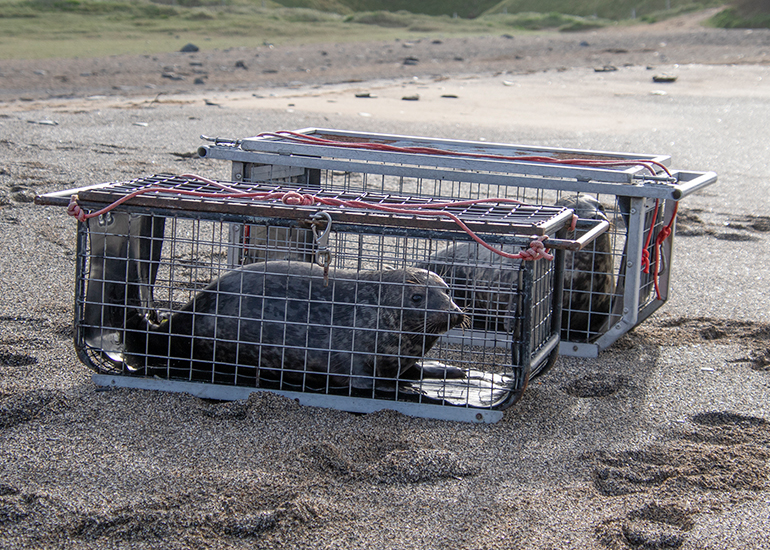 Seal Release - 16th April 2025