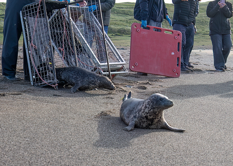 Seal Release - 16th April 2025