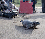 Seal Release - 16th April 2025
