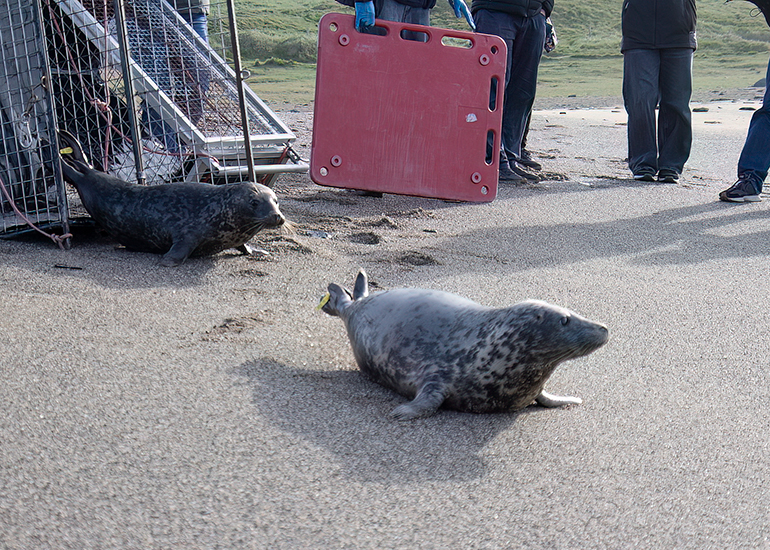 Seal Release - 16th April 2025