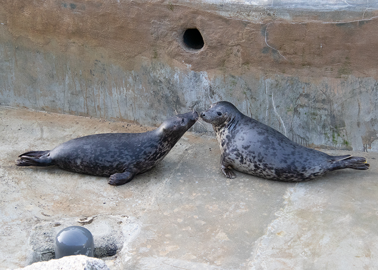 Seal Release - 16th April 2025