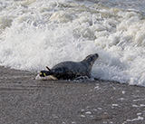 Seal Release - 16th April 2025