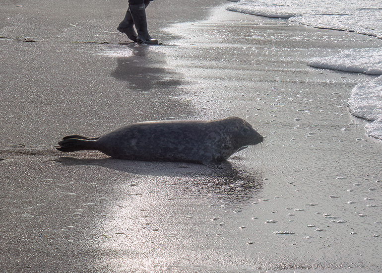 Seal Release - 16th April 2025