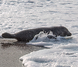 Seal Release - 16th April 2025