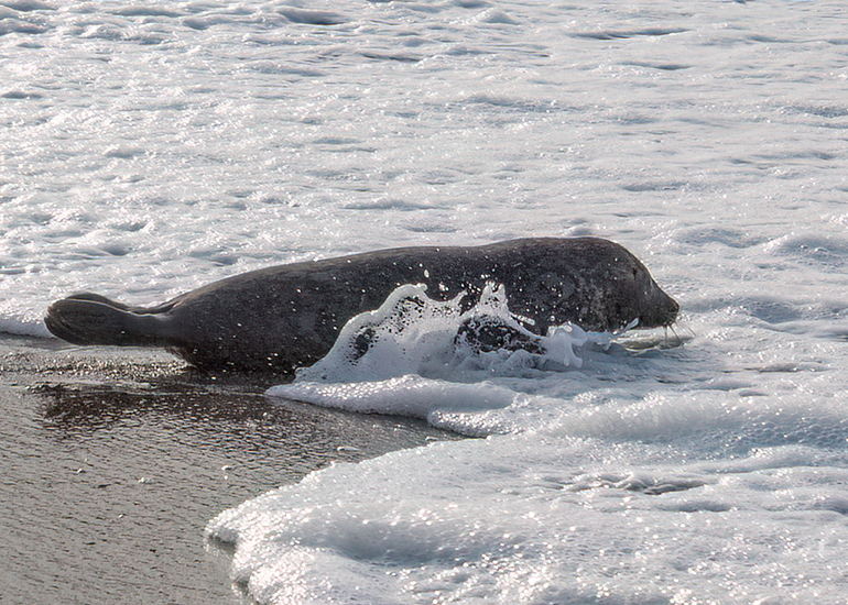 Seal Release - 16th April 2025