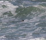 Seal Release - 16th April 2025