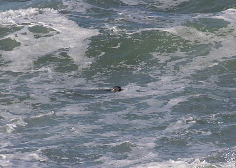 Seal Release - 16th April 2025