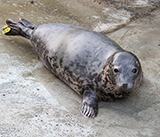 Seal Release - 16th April 2025