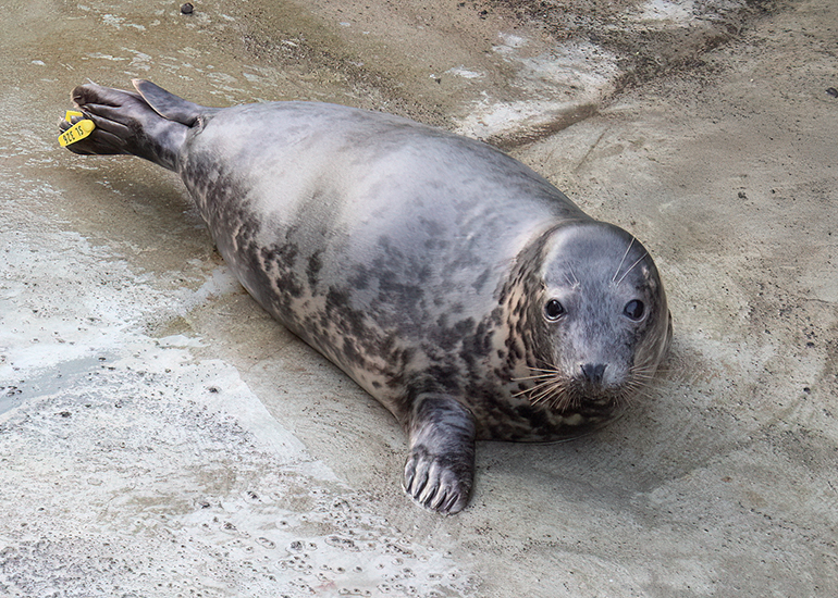 Seal Release - 16th April 2025