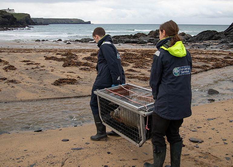 Seal Release - 18th November 2025