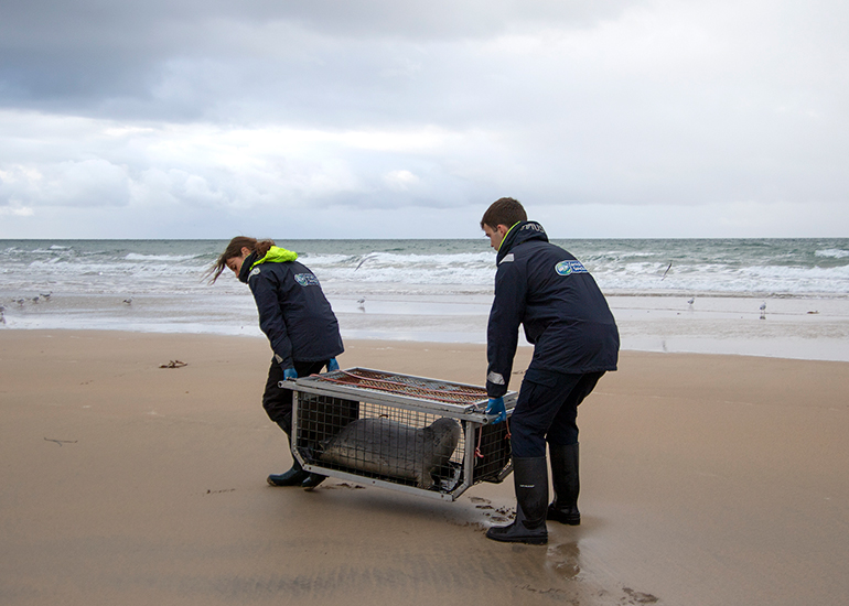 Seal Release - 18th November 2025
