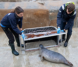 Seal Release - 19th November 2025