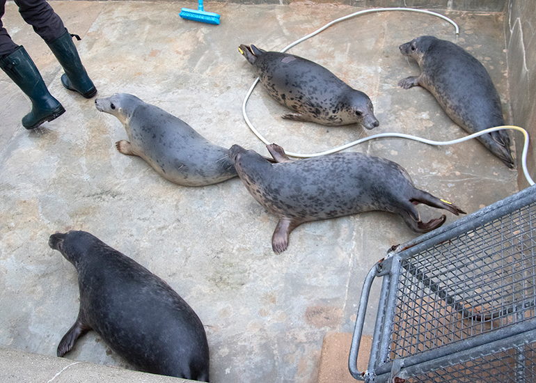 Seal Release - 19th January 2026