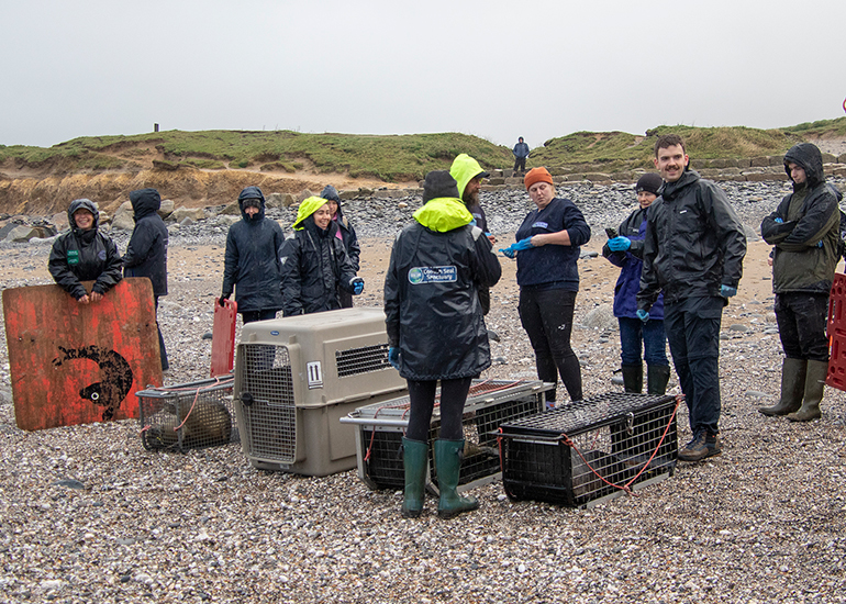 Seal Release - 19th January 2026