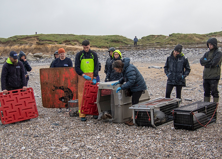 Seal Release - 19th January 2026