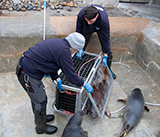 Seal Release - 19th  January 2026