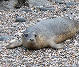 Seal Release - 19th  January 2026