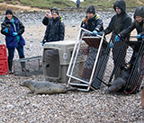 Seal Release - 19th  January 2026