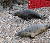 Seal Release - 19th  January 2026