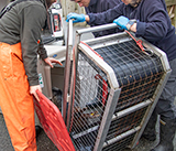 Seal Release - 19th  January 2026