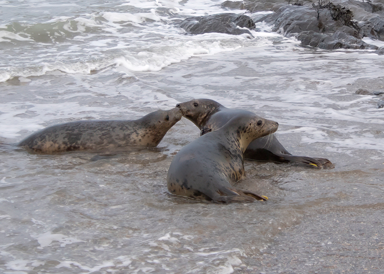 Seal Release - 19th January 2026