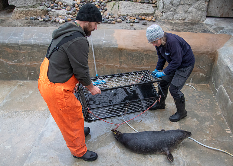 Seal Release - 19th January 2026