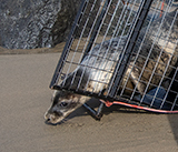 Seal Release - 23rd March 2026