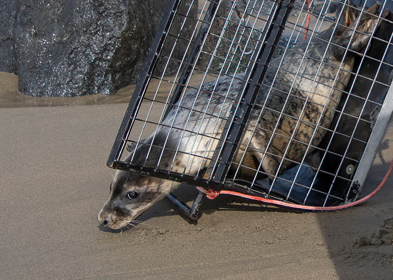 Seal Release - 23rd March 2026