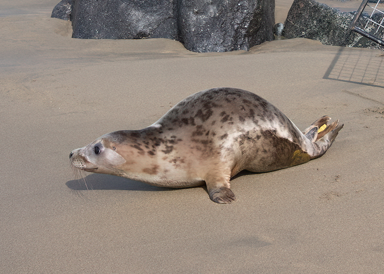Seal Release - 23rd March 2026