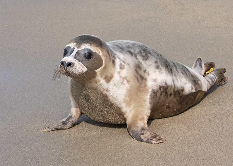 Cream Puff being released back into the wild