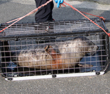 Seal Release - 23rd March 2026