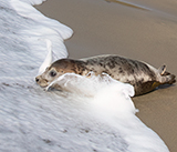 Seal Release - 23rd  March 2026