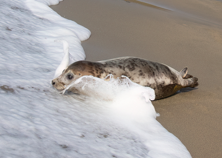 Seal Release - 23rd March 2026