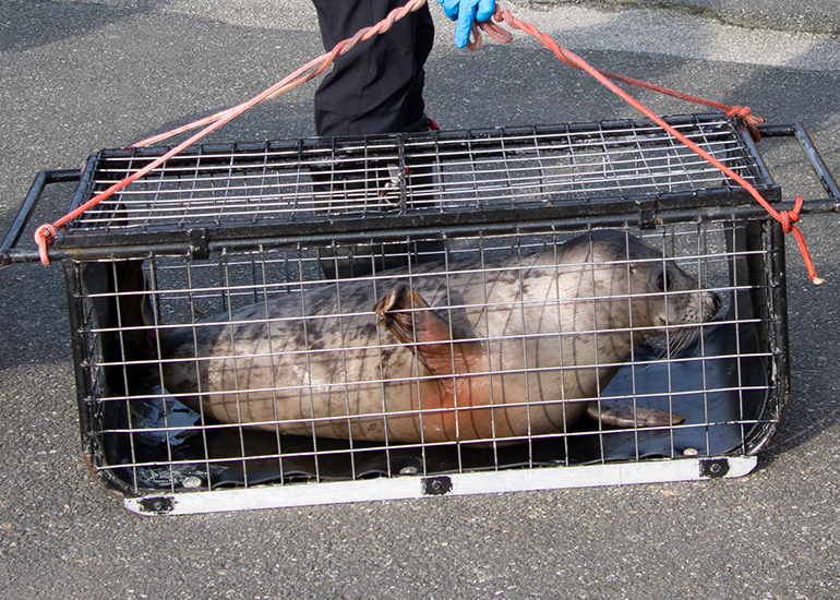Seal Release - 23rd March 2026