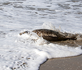 Seal Release - 23rd  March 2026