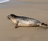 Seal Release - 23rd  March 2026