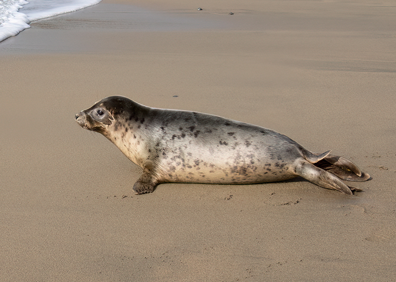 Seal Release - 23rd March 2026