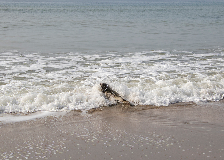 Seal Release - 23rd March 2026