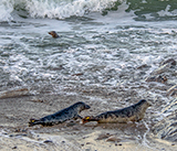 Seal Release - 23rd December 2025